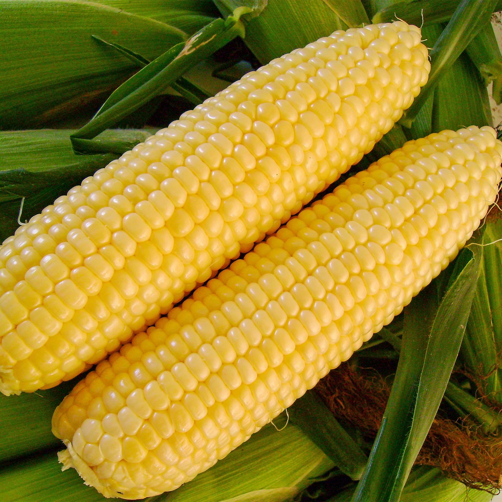Inferno Yellow Synergistic Corn Hybrid Sweet