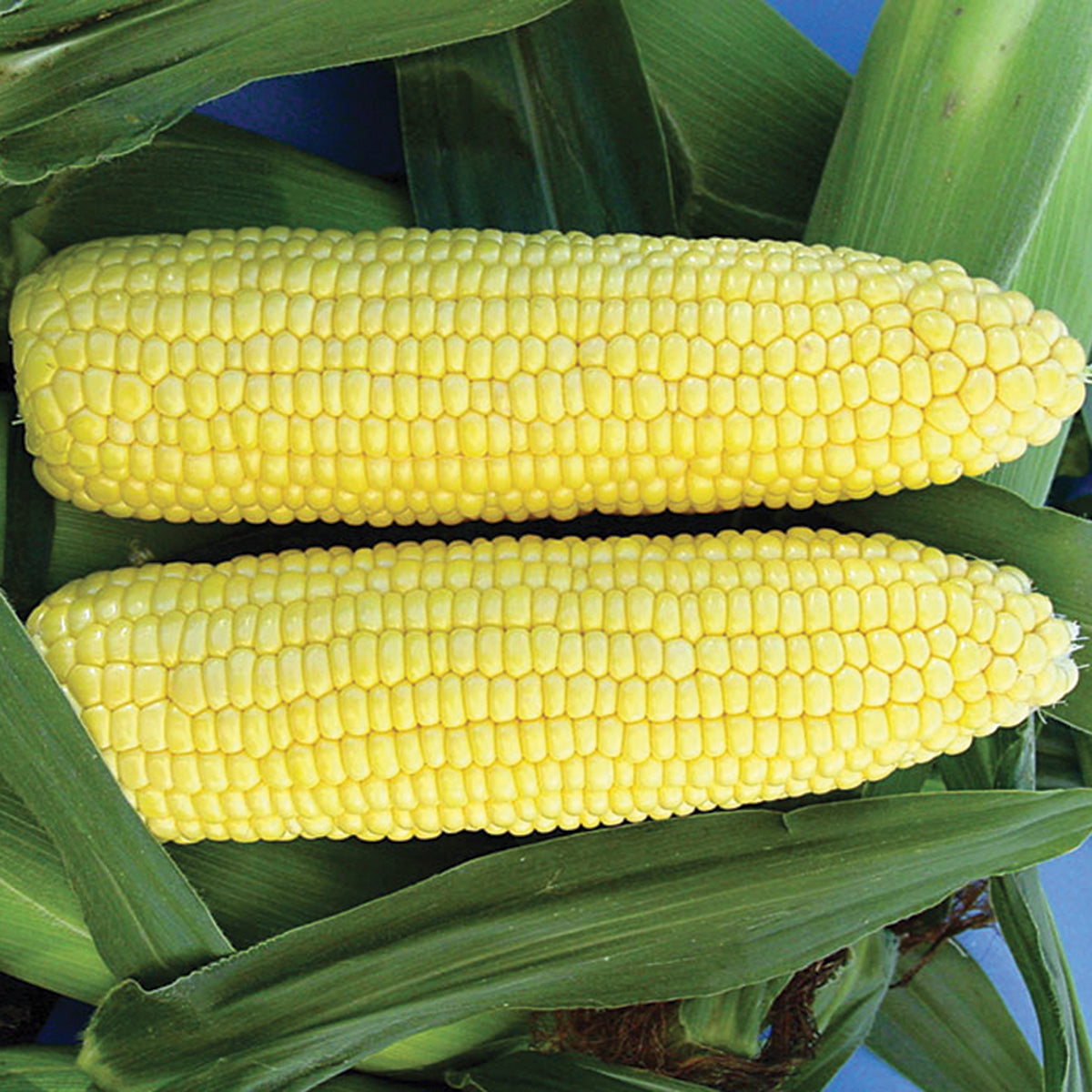 Vision MXR UT Hybrid Corn Gourmet Sweet Brand