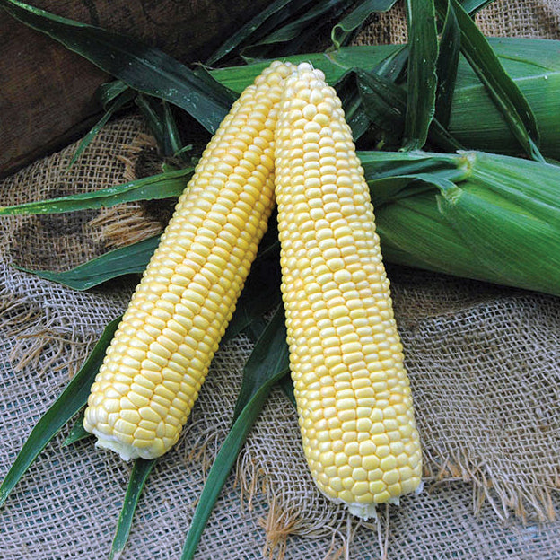 Vista Xr Hybrid Corn Gourmet Sweet Brand