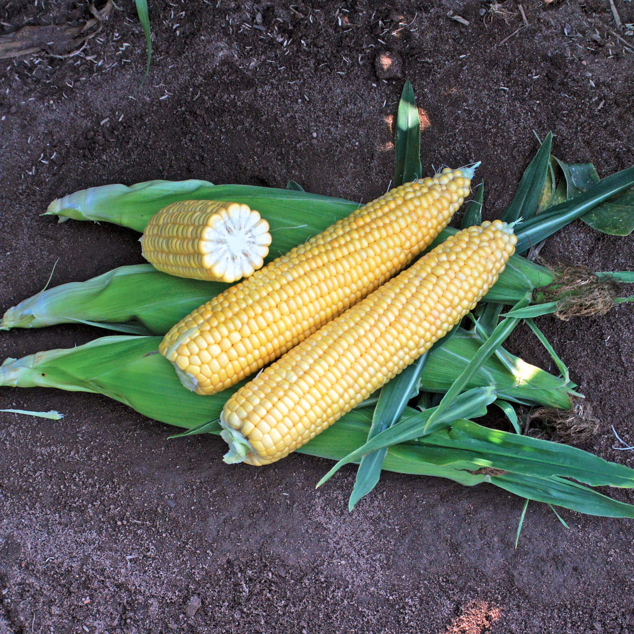 XTH11274 Hybrid Corn Gourmet Sweet Brand