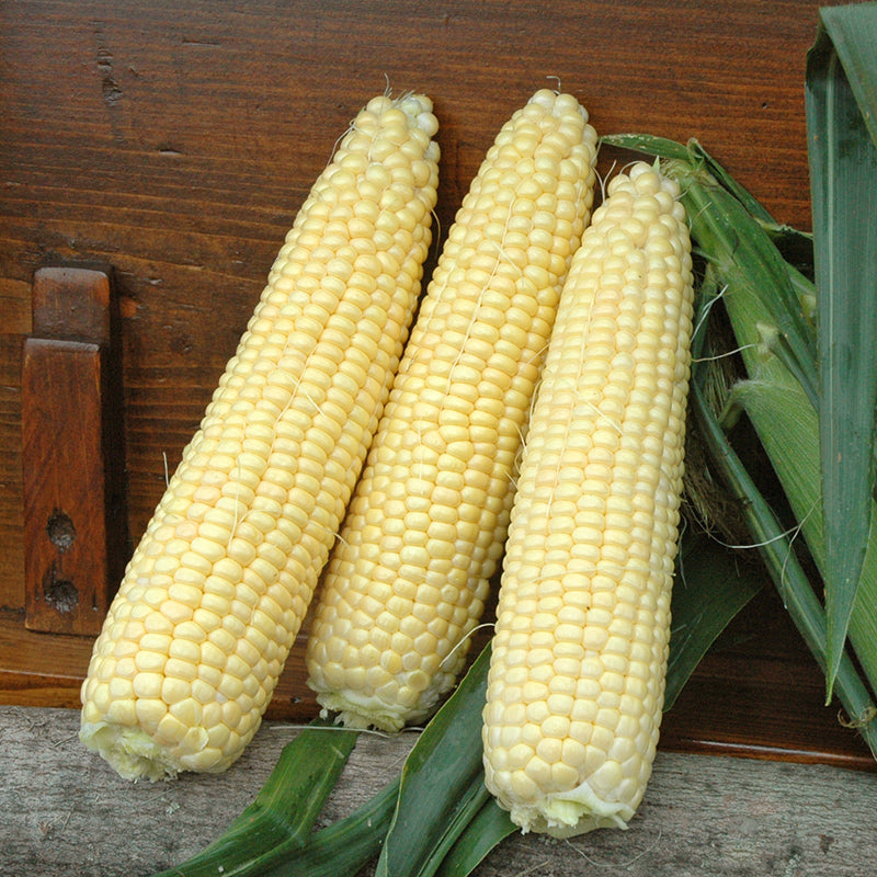 Seminole Gold Hybrid Corn Gourmet Sweet Brand