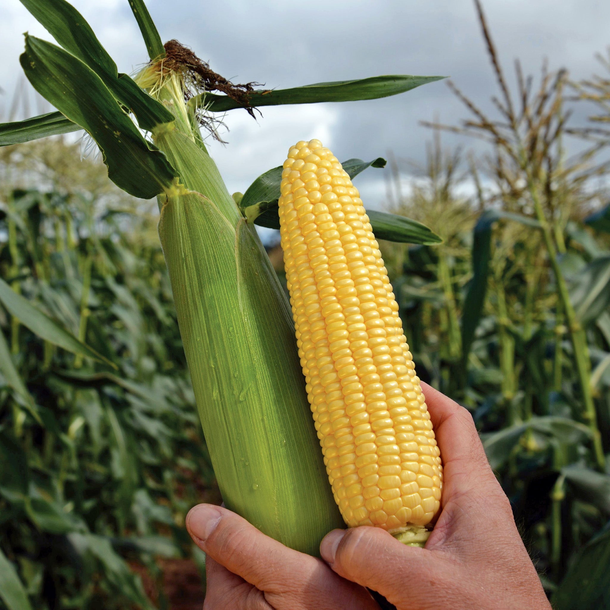 Elle Corn Hybrid Sweet