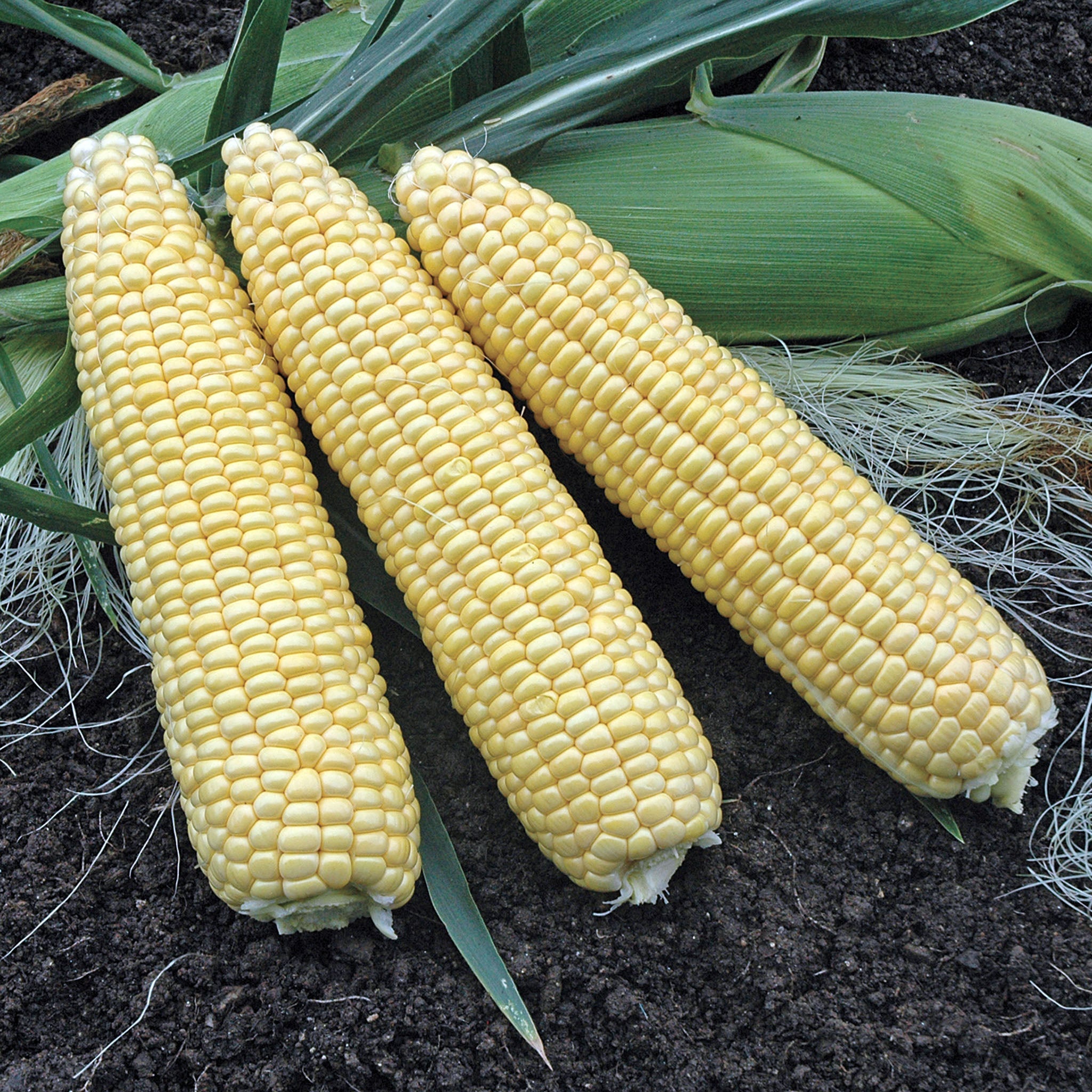 Takeoff MXR Hybrid Corn Gourmet Sweet Brand