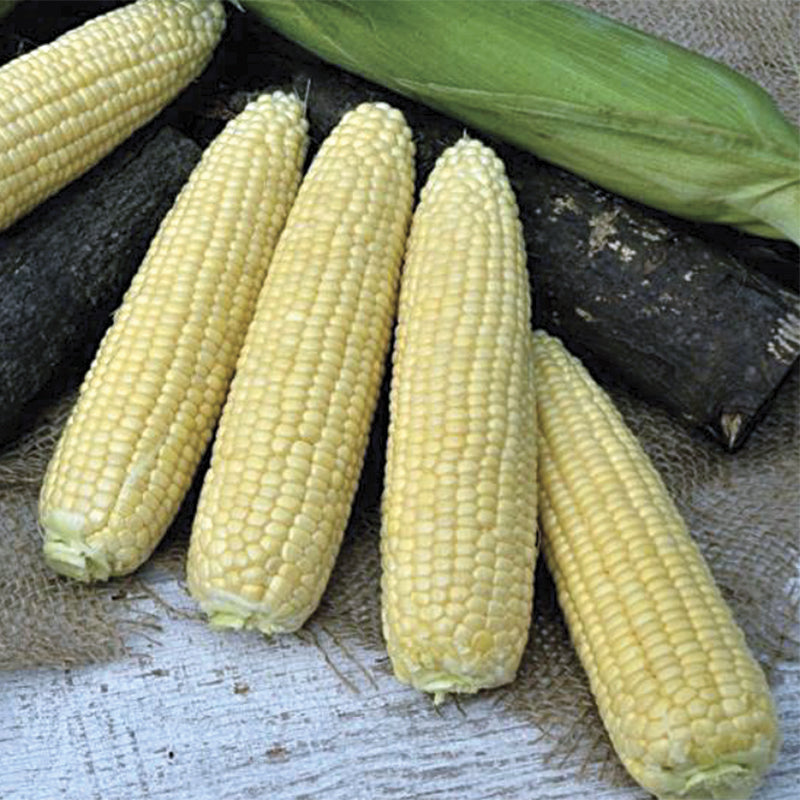 Icon XR Hybrid Corn Gourmet Sweet Brand