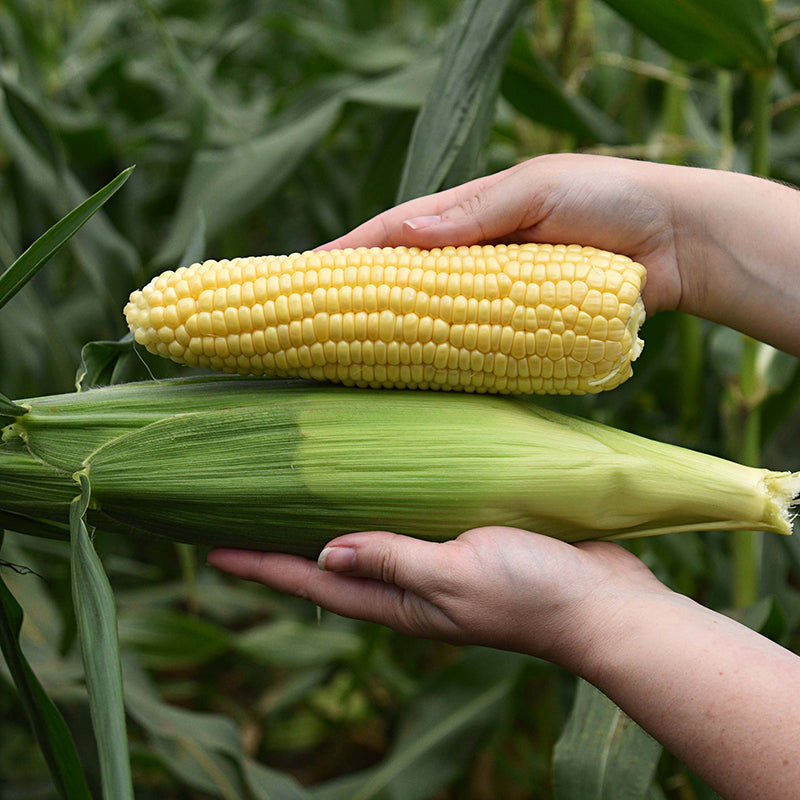 Summer Celebration Hybrid Corn