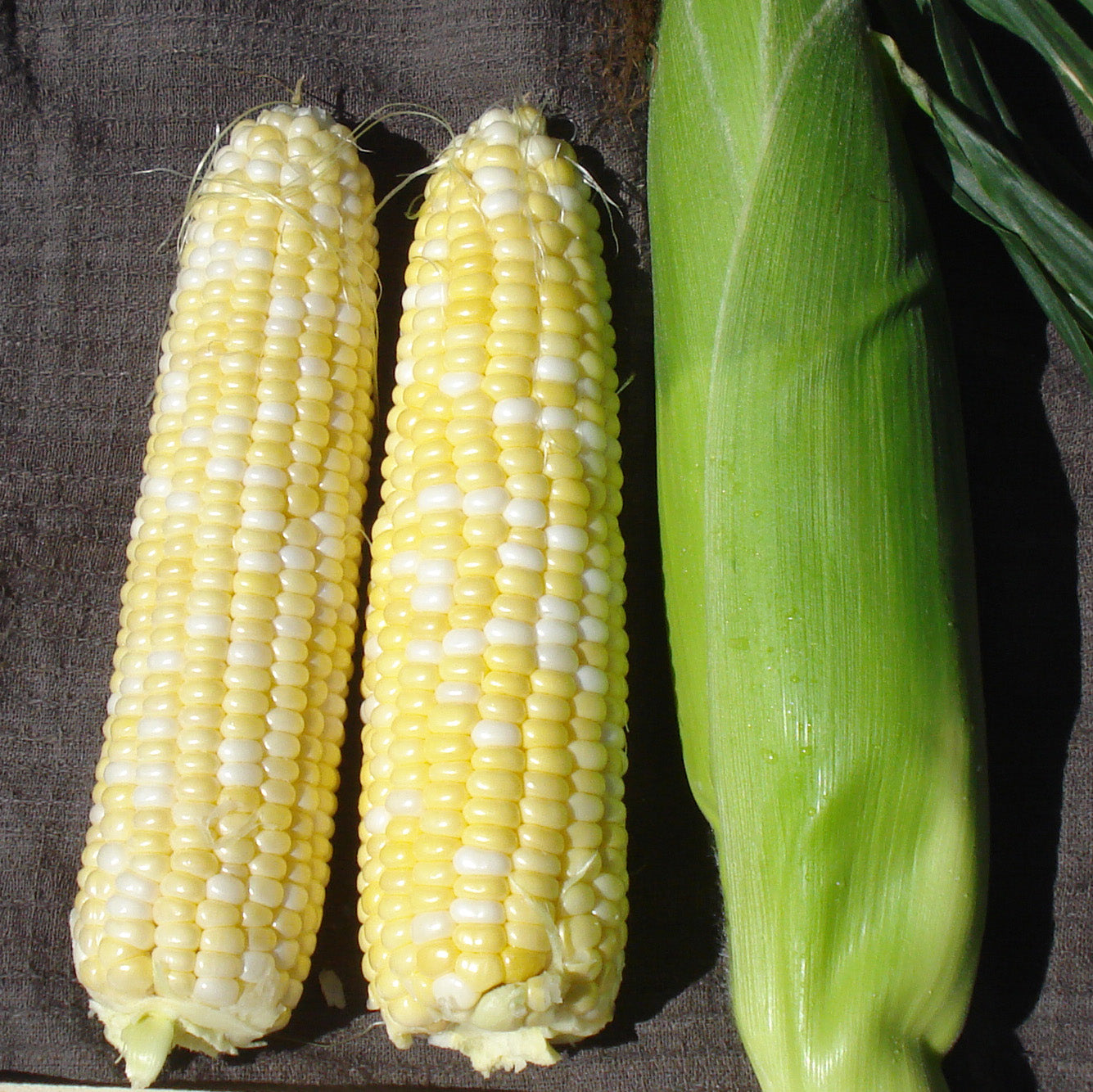 Sc 1102 Corn Hybrid Sweet