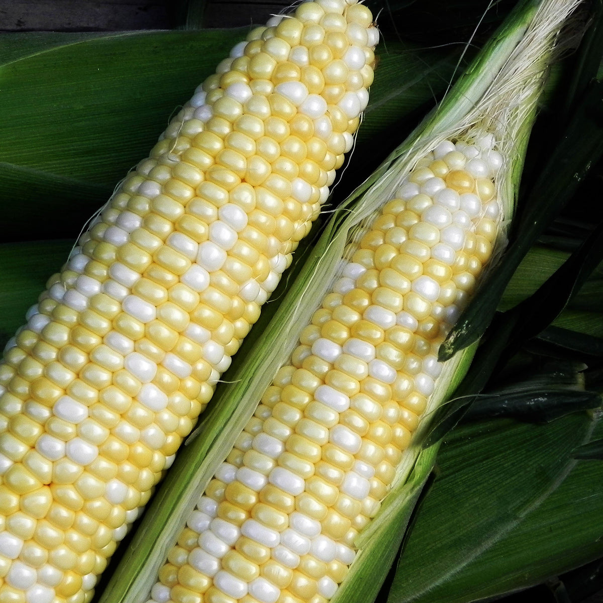 Essence Bi-color Synergistic Corn – Stokes Seeds