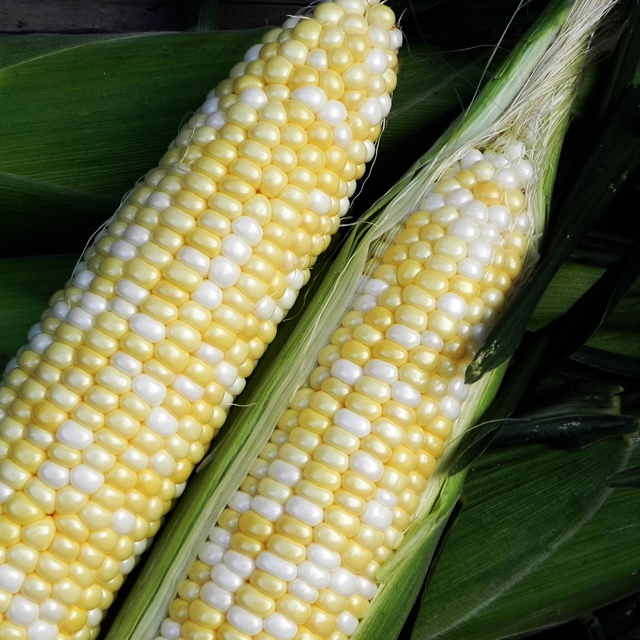 Essence Bi-color Synergistic Corn