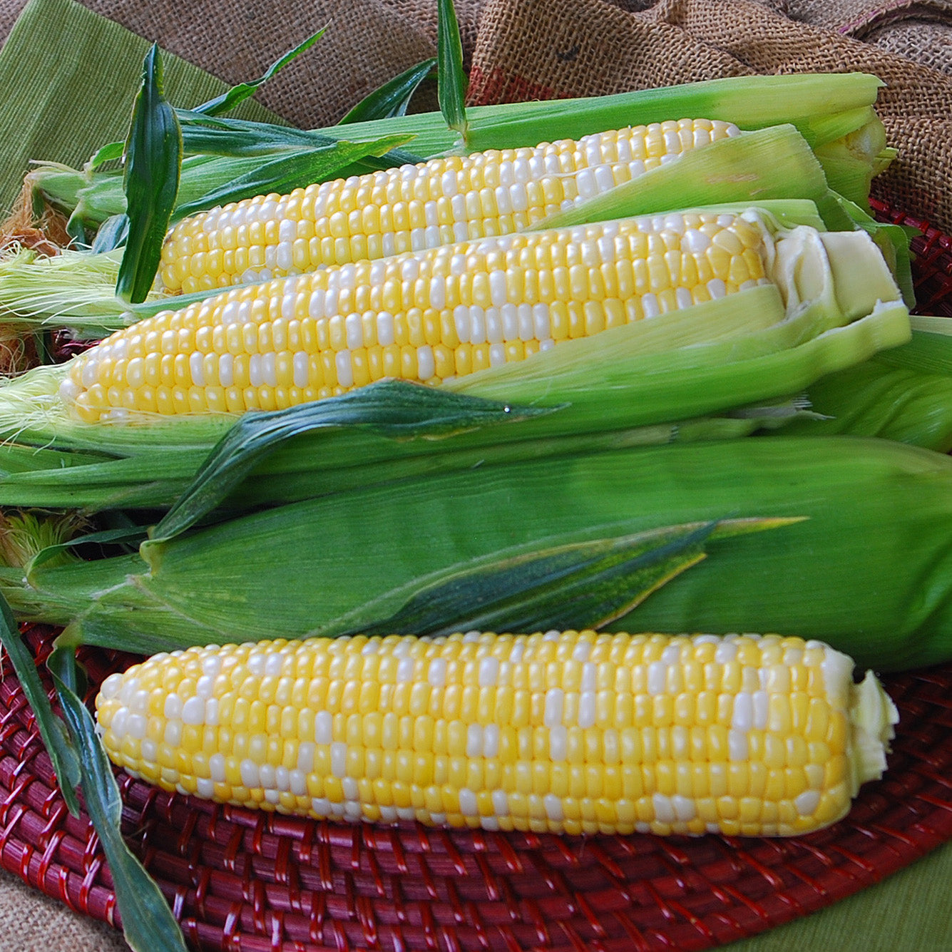 Temptress Corn Hybrid Sweet