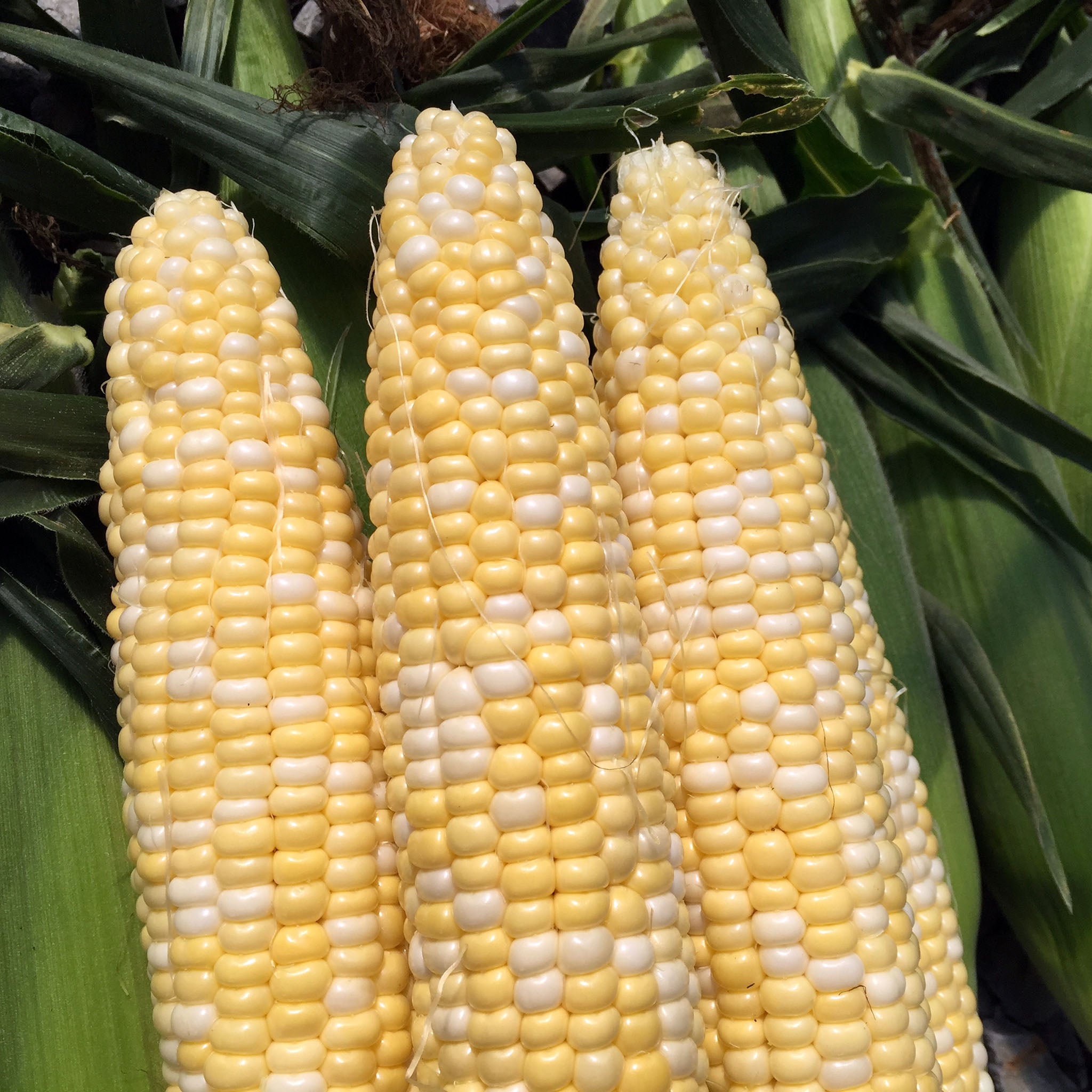 Tenderfoot Corn Hybrid Sweet