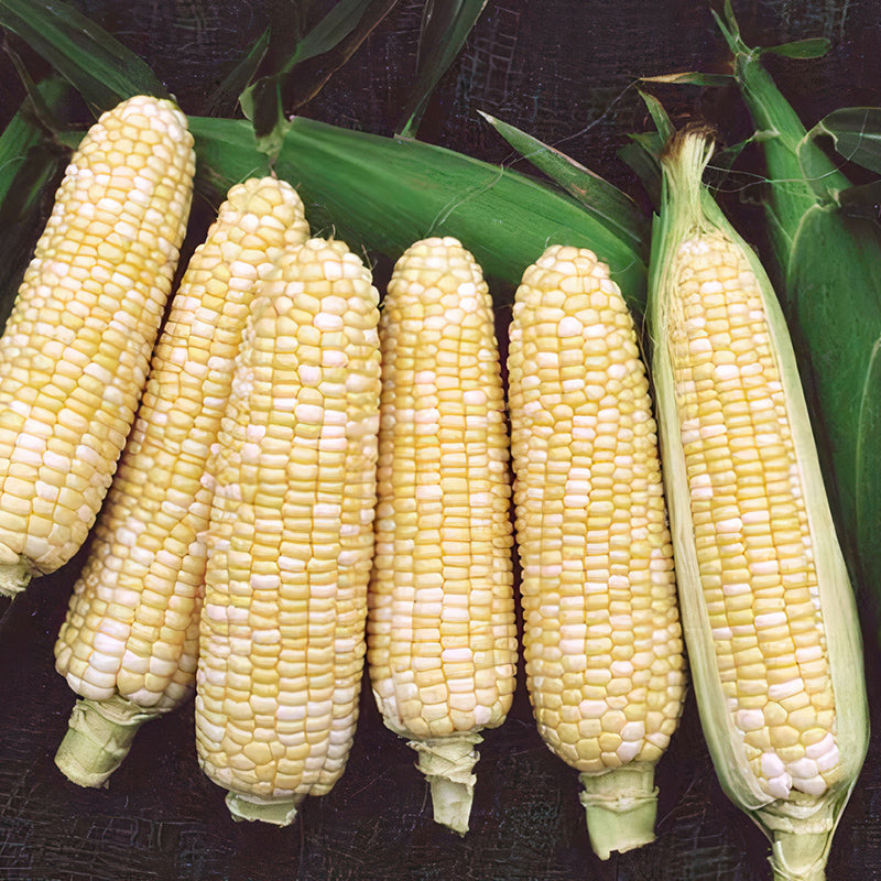 Navajo Corn Hybrid Sweet
