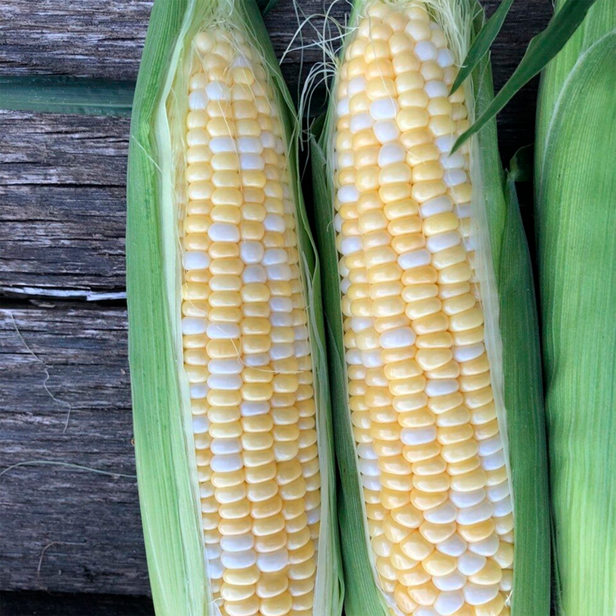 Evolution Bi-color Synergistic Plus Corn