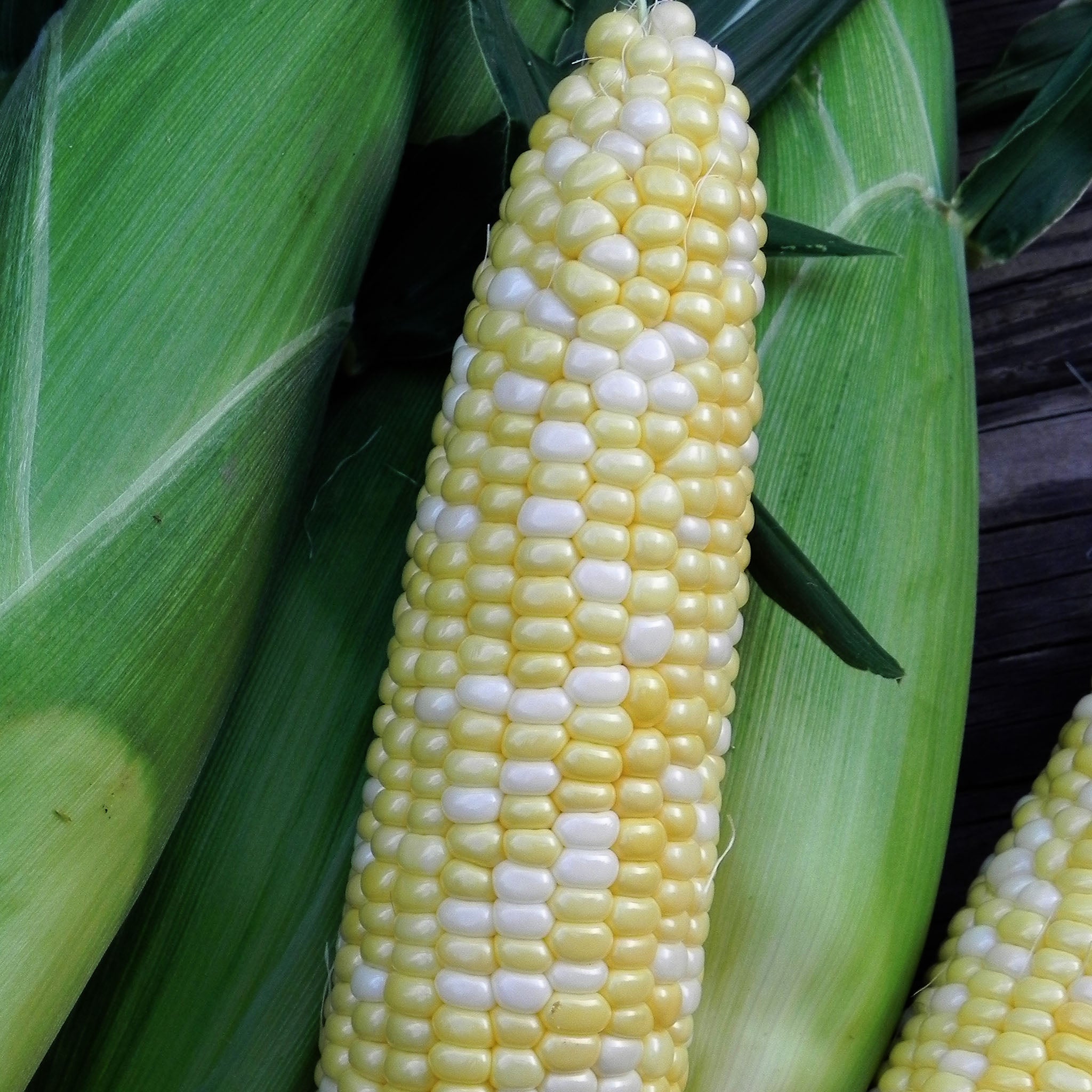 Utopia Bi-color Corn Hybrid Sweet