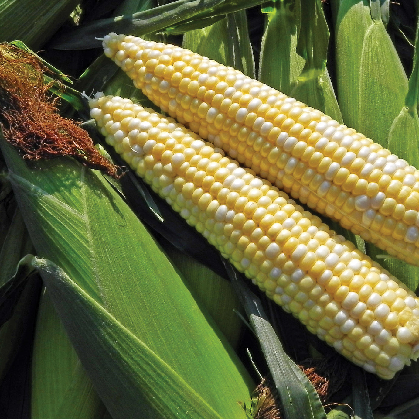 Latte Bi-color Synergistic Corn