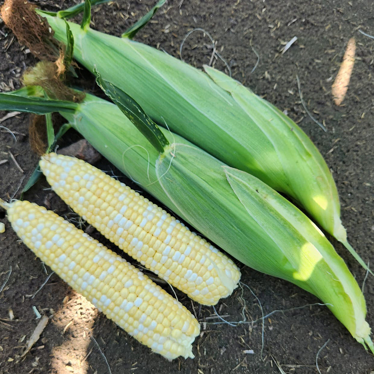 Succession Bi-color Synergistic Plus Corn