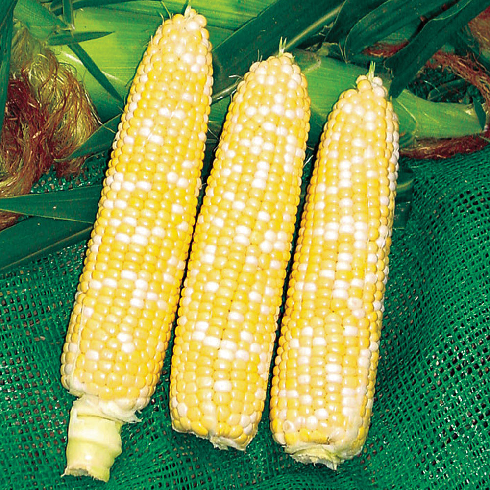 274A Hybrid Corn Gourmet Sweet Brand