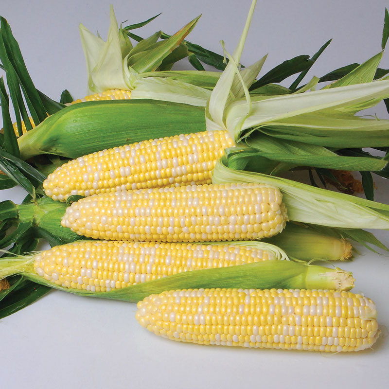 Nirvana Corn Hybrid Sweet