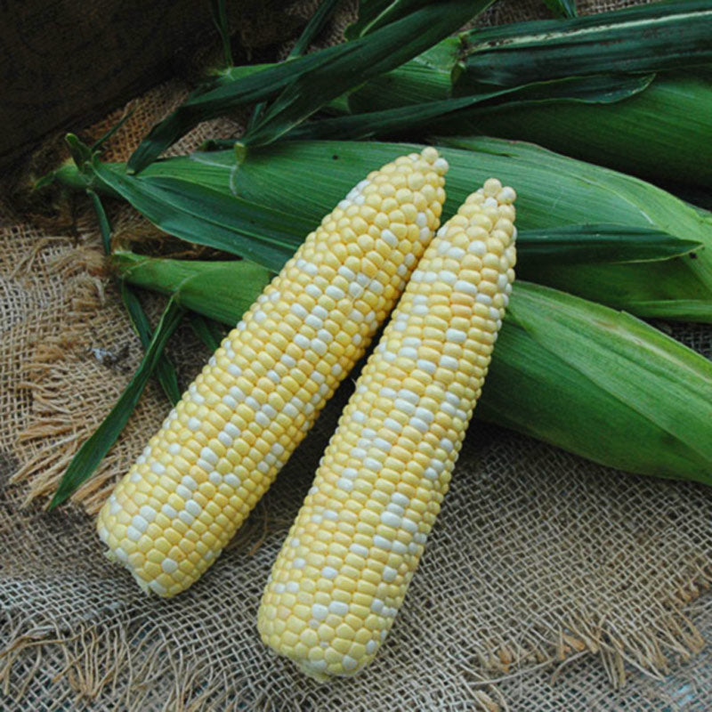 Superb MXR Hybrid Corn Gourmet Sweet Brand