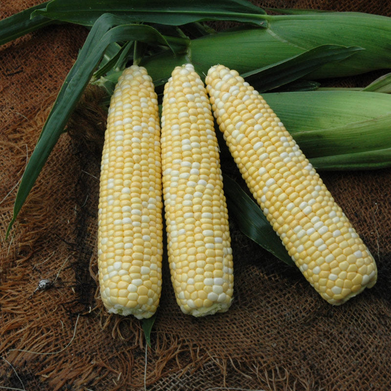 Prestige Xr Hybrid Corn Gourmet Sweet Brand