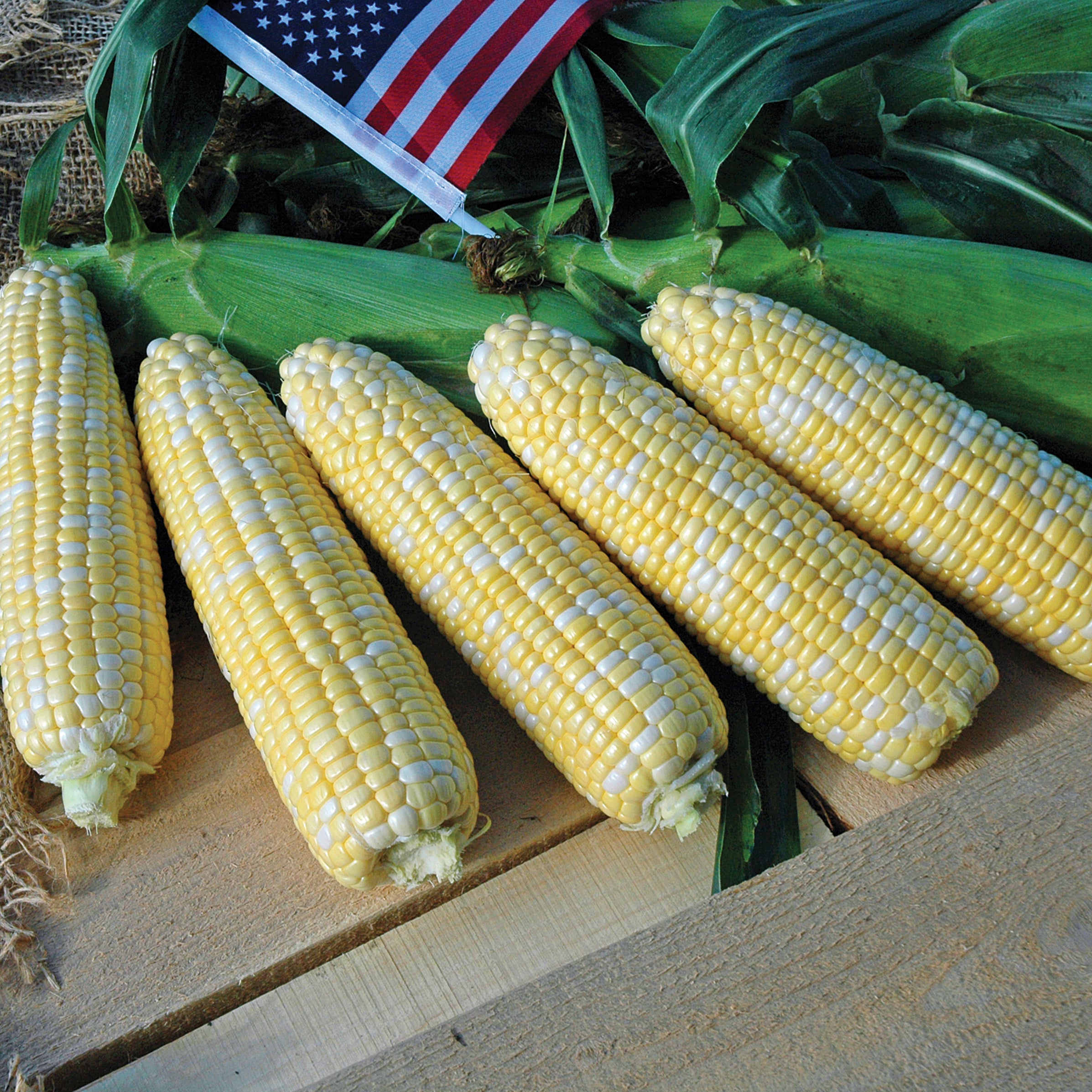 American Dream Hybrid Corn Gourmet Sweet Brand