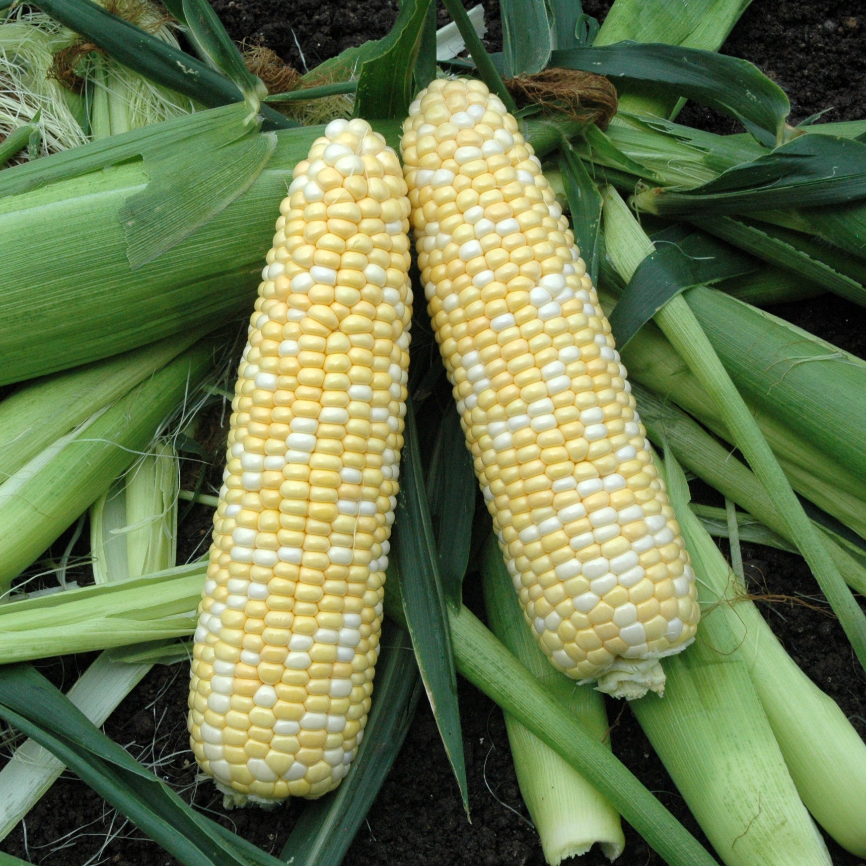 Caliber Xr Hybrid Corn Gourmet Sweet Brand