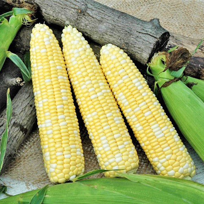 Catalyst Xr Hybrid Corn Gourmet Sweet Brand