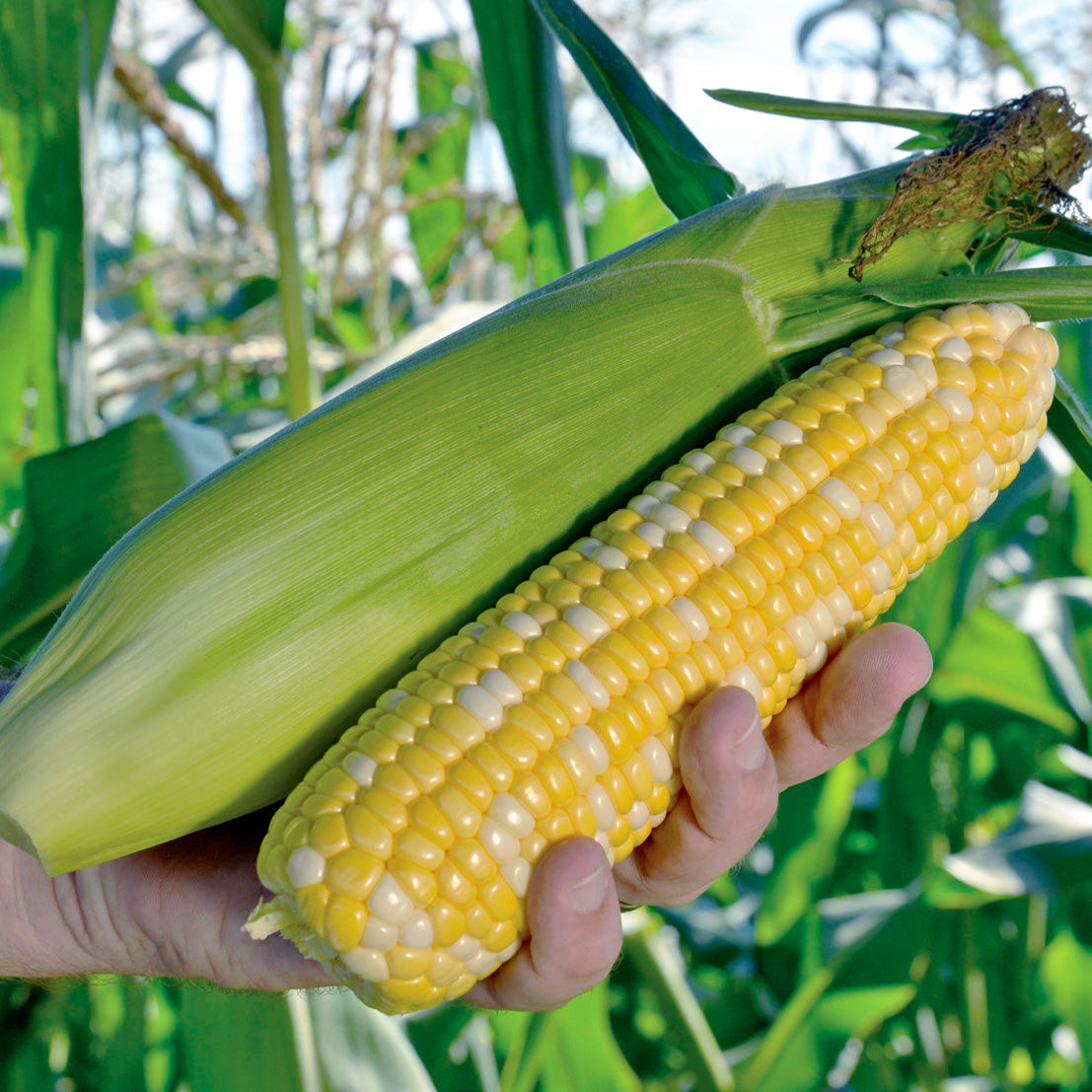 Flagler Corn Hybrid Sweet