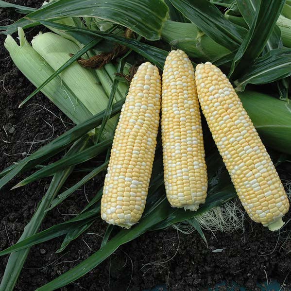 Super Surprise Hybrid Corn Gourmet Sweet Brand