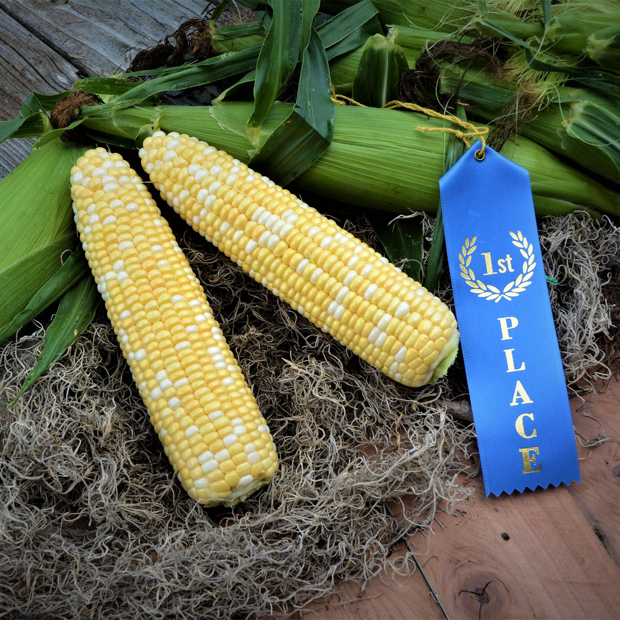 Troubadour XR Hybrid Corn Gourmet Sweet Brand