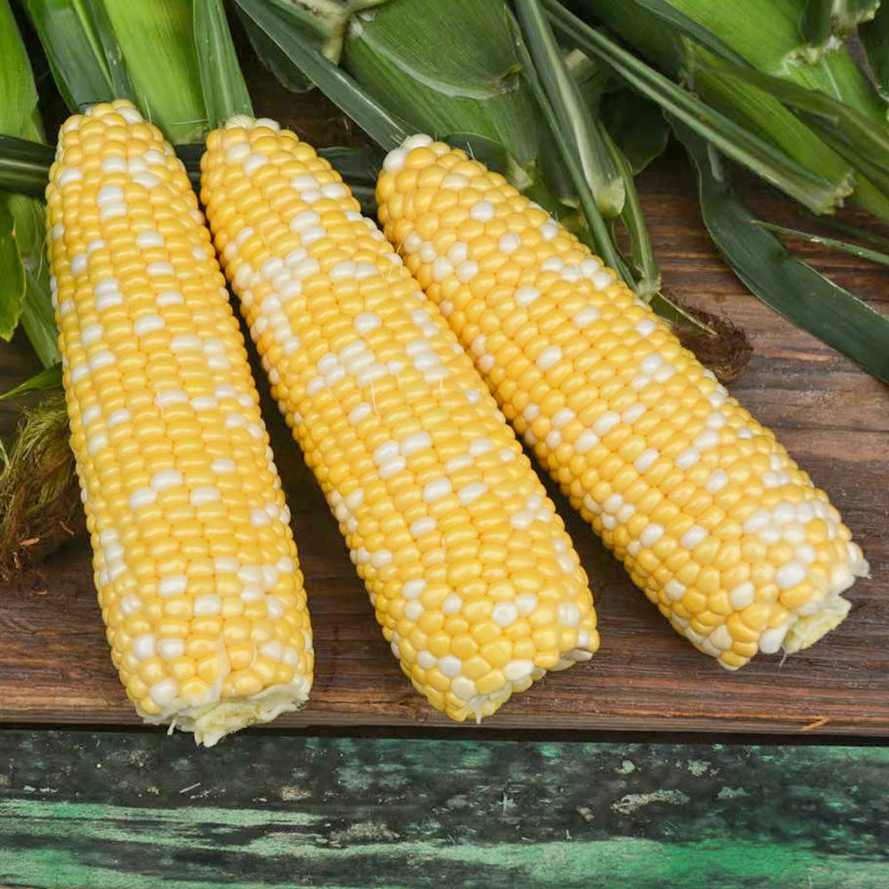 Conquest XR Hybrid Corn Gourmet Sweet Brand