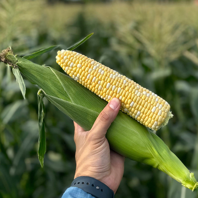 Awaken Corn Hybrid Sweet