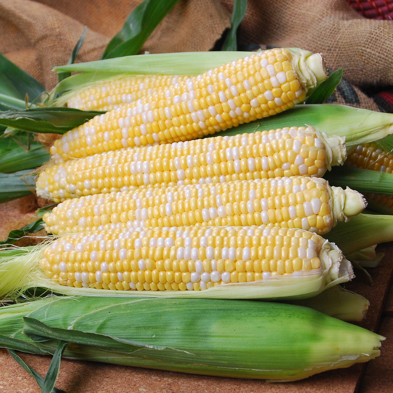 Dash Corn Hybrid Sweet