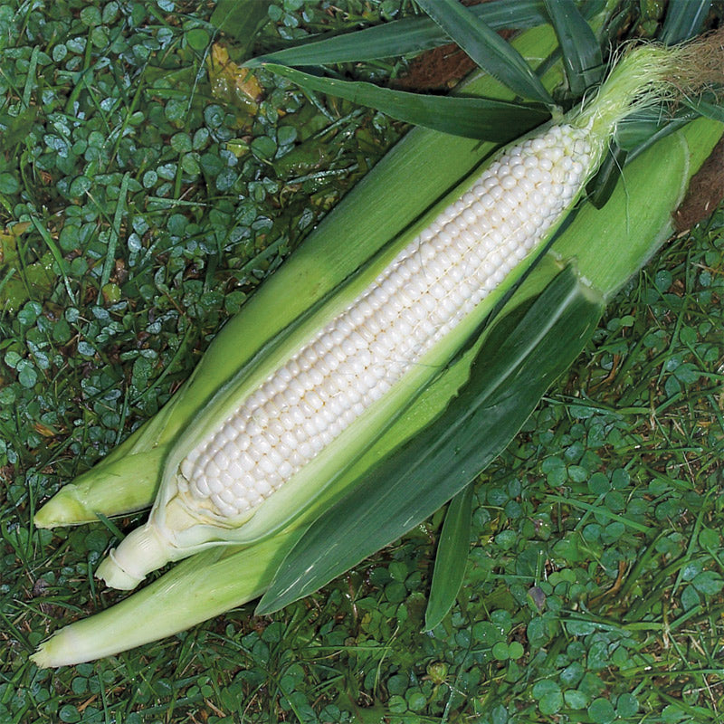 Mattapoisett Corn Hybrid Sweet