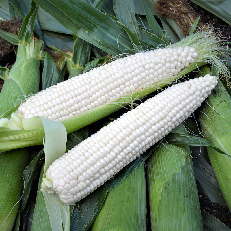 Platinum XR Hybrid Corn Gourmet Sweet Brand