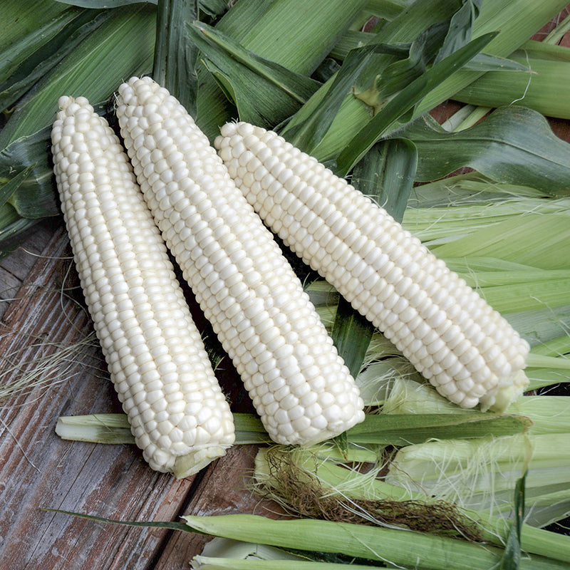 Leadoff MXR Hybrid Corn Gourmet Sweet Brand