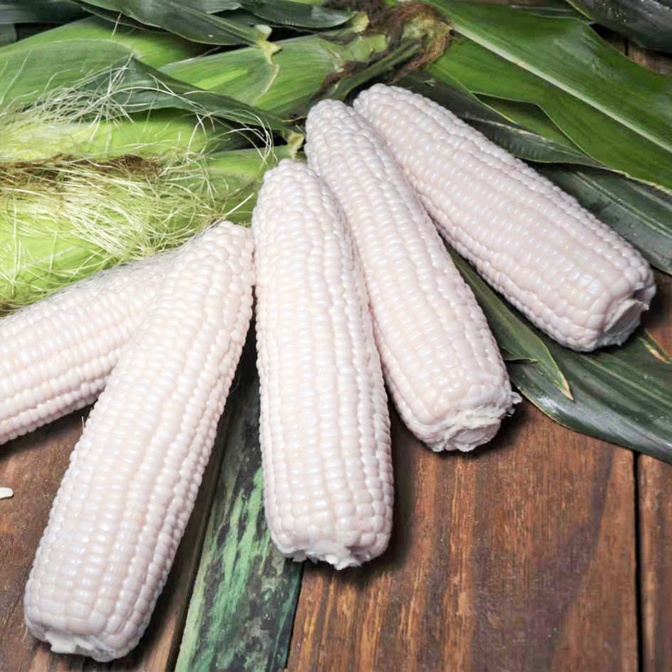 Magnolia MXR Hybrid Corn Gourmet Sweet Brand