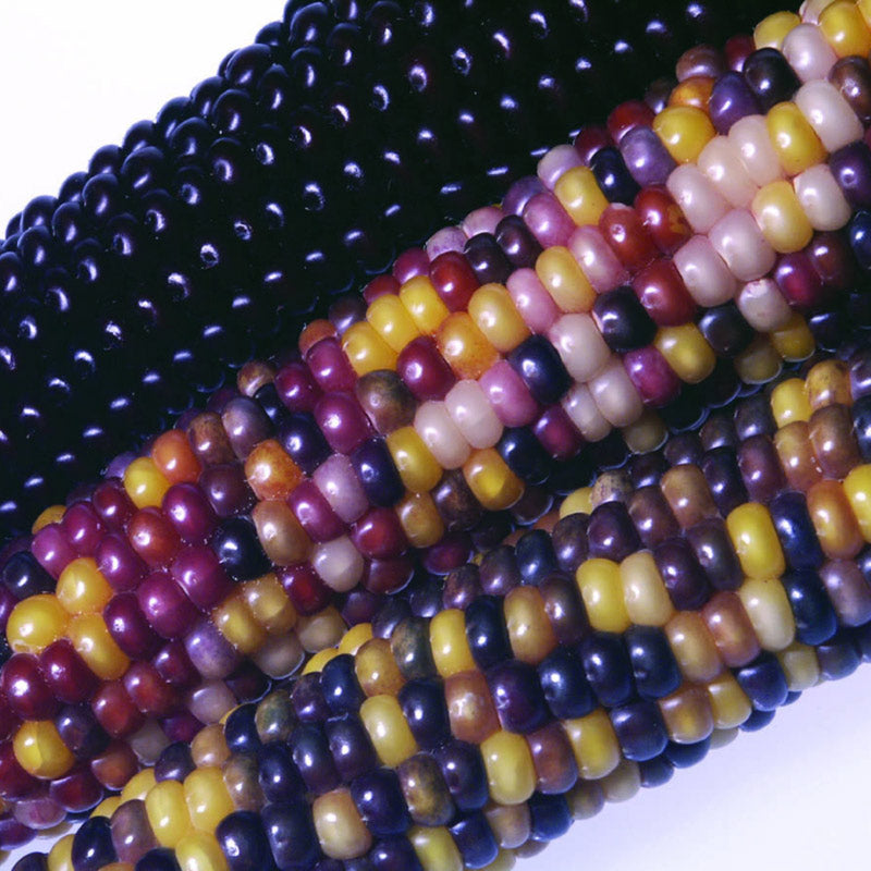 Fiesta Ornamental Corn Hybrid