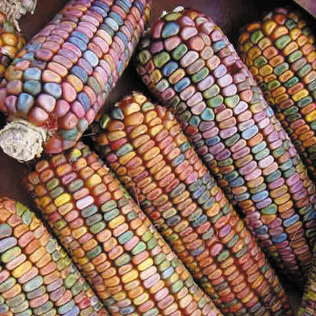 Earth Tones Dent Ornamental Corn