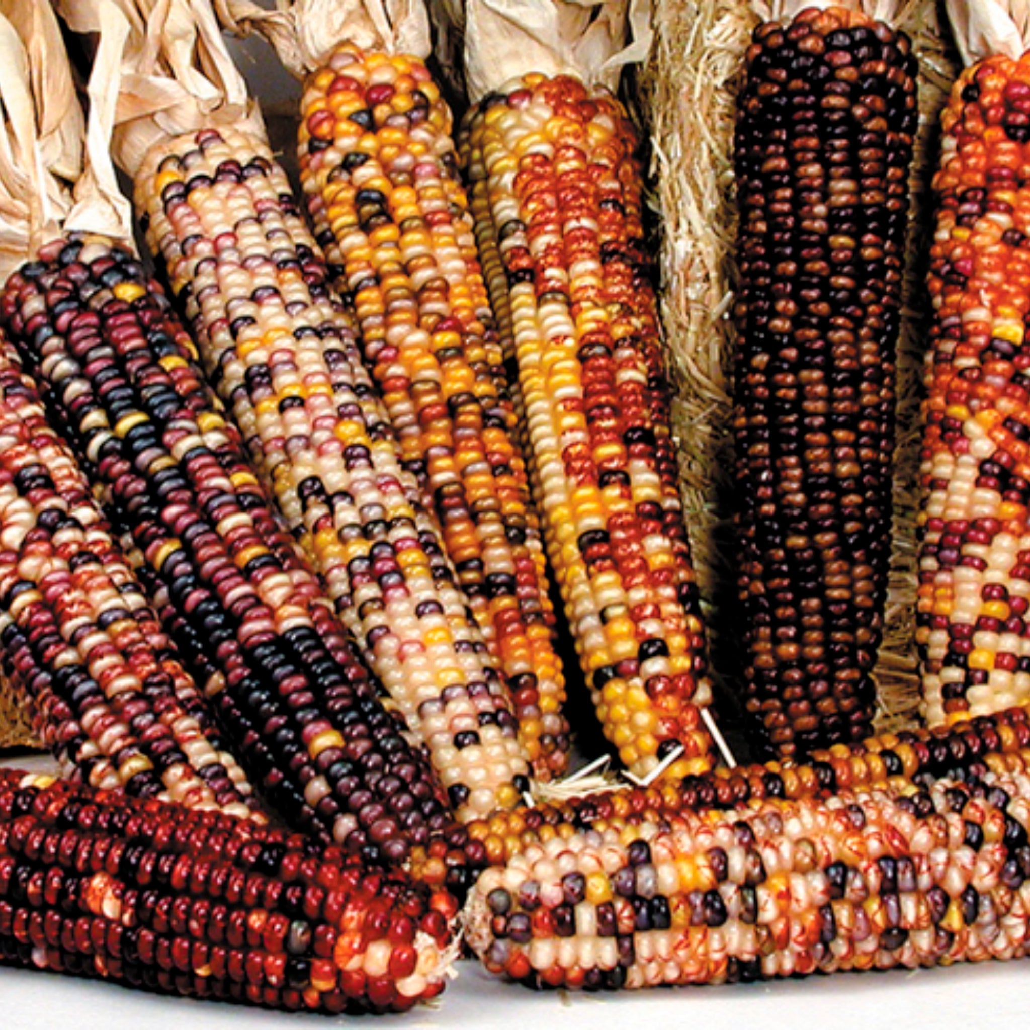 American Way Ornamental Corn