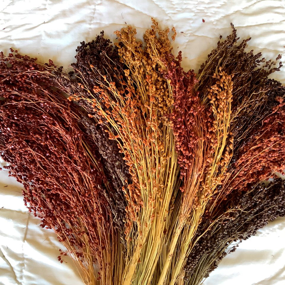Broomcorn Mixed Colors & Colored Uprt Mix Orn Corn