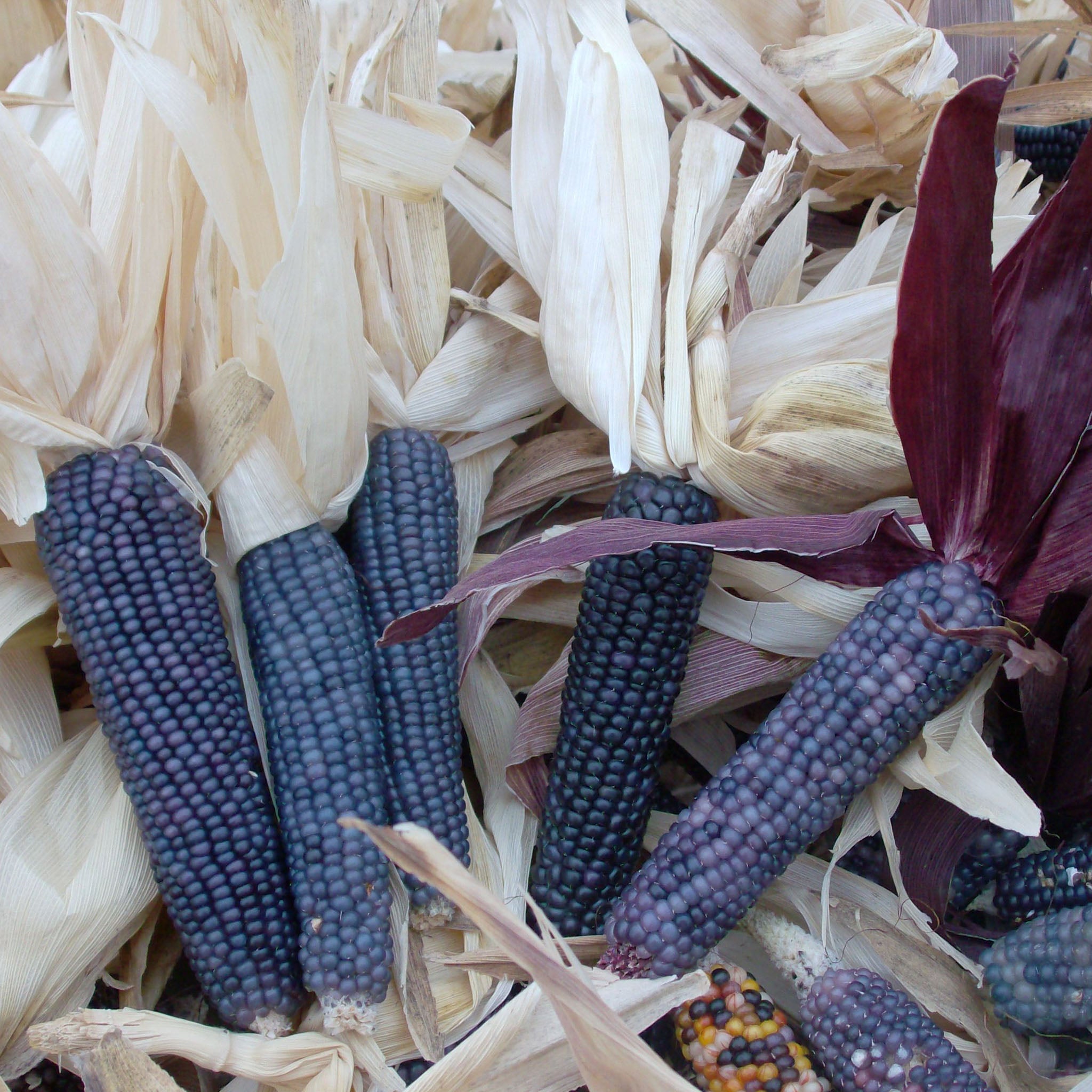 Shades Of Blue Ornamental Corn