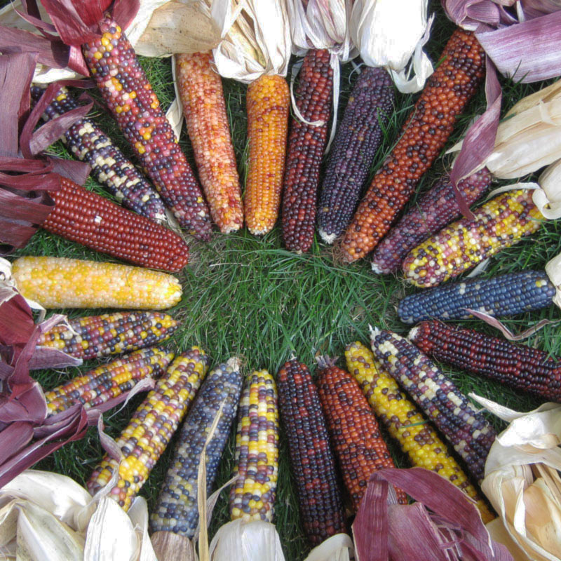 Red Husk Spectrum Ornamental Corn