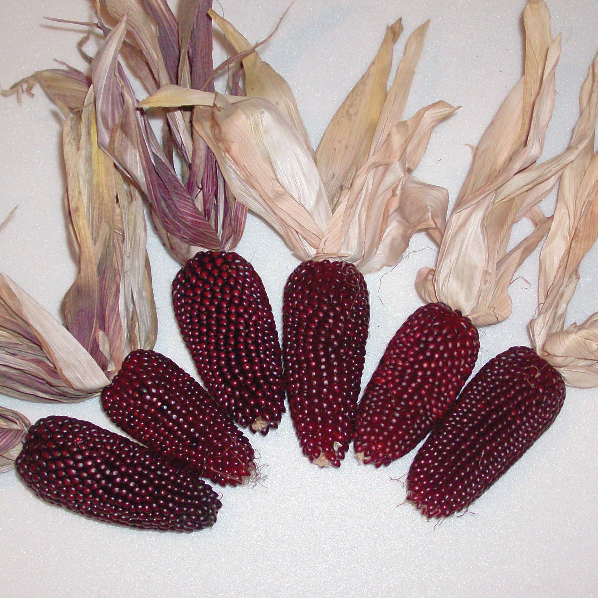 Cherry Berry Ornamental Corn