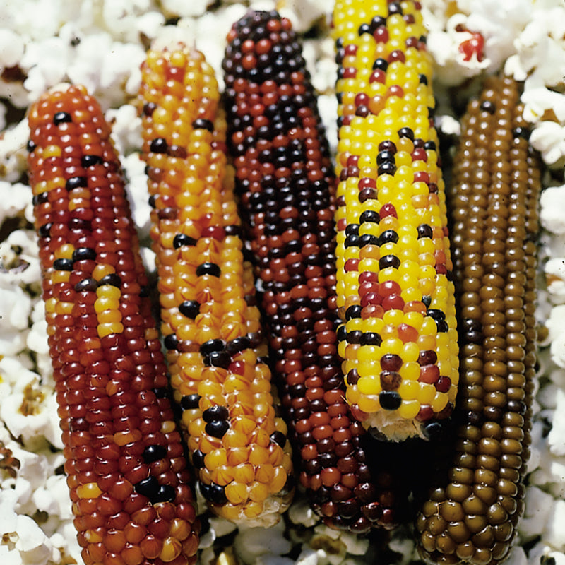 Cutie Pops Ornamental Corn