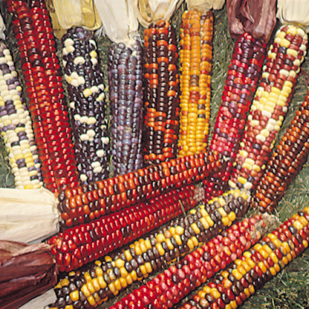 Painted Mountain Untreated Ornamental Corn