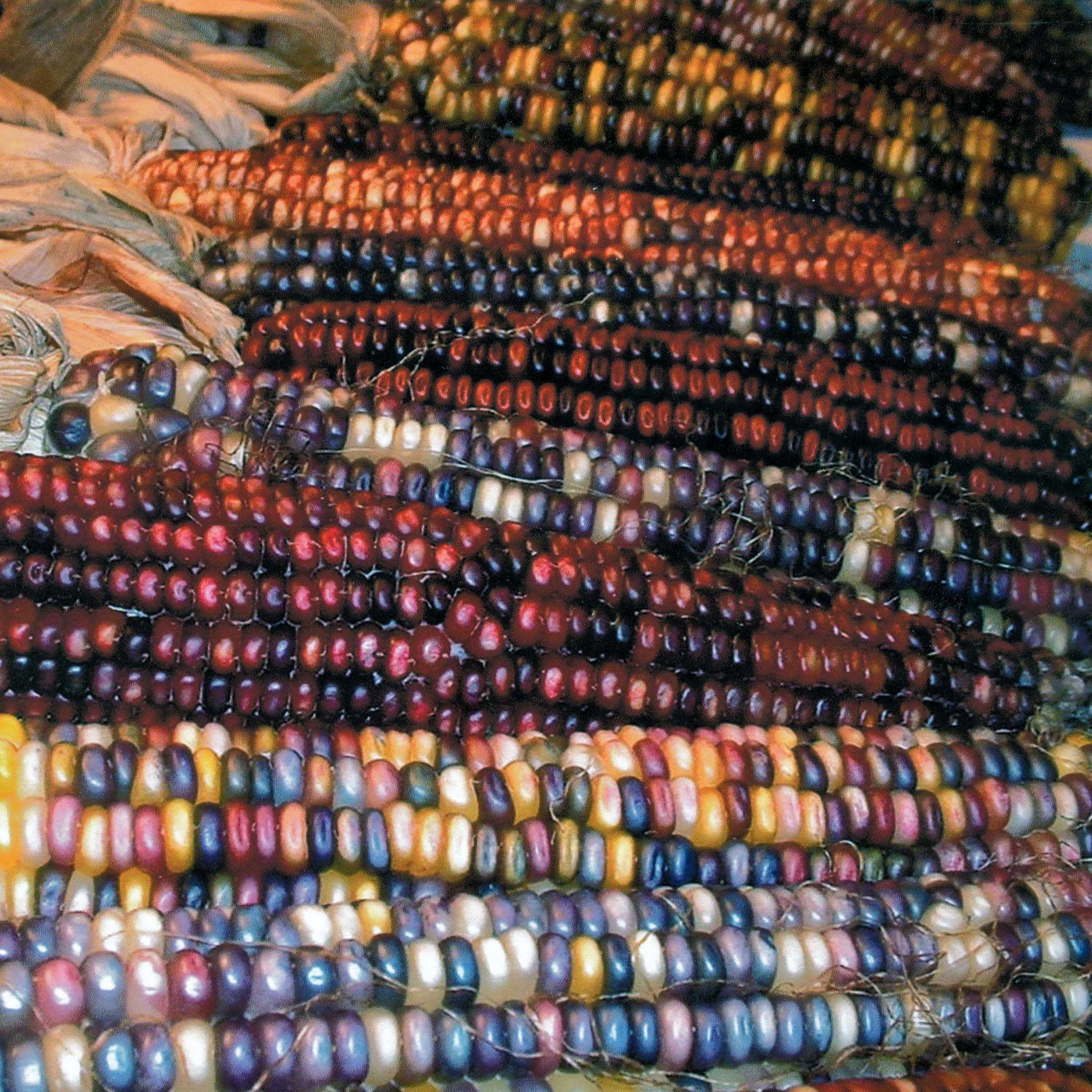 Indian Blend Ornamental Corn