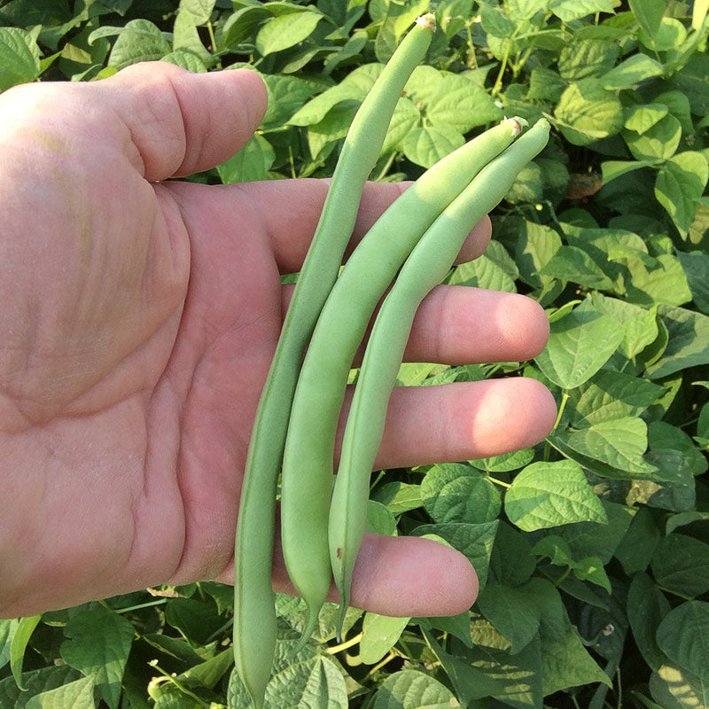 Greencrop (Green Bush) Bean