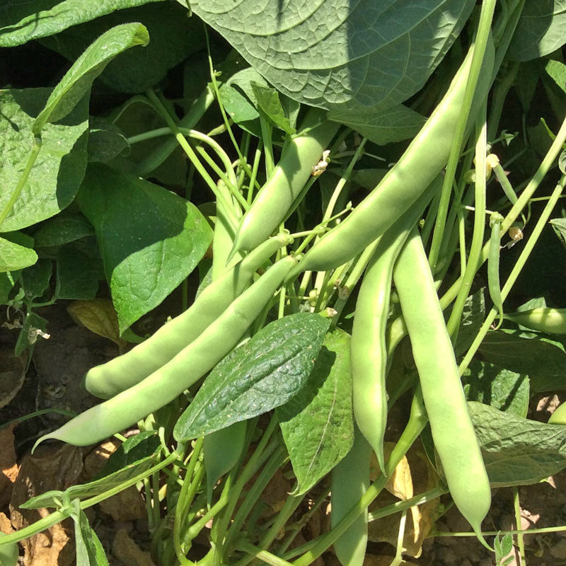 Roma II Green Bush Bean