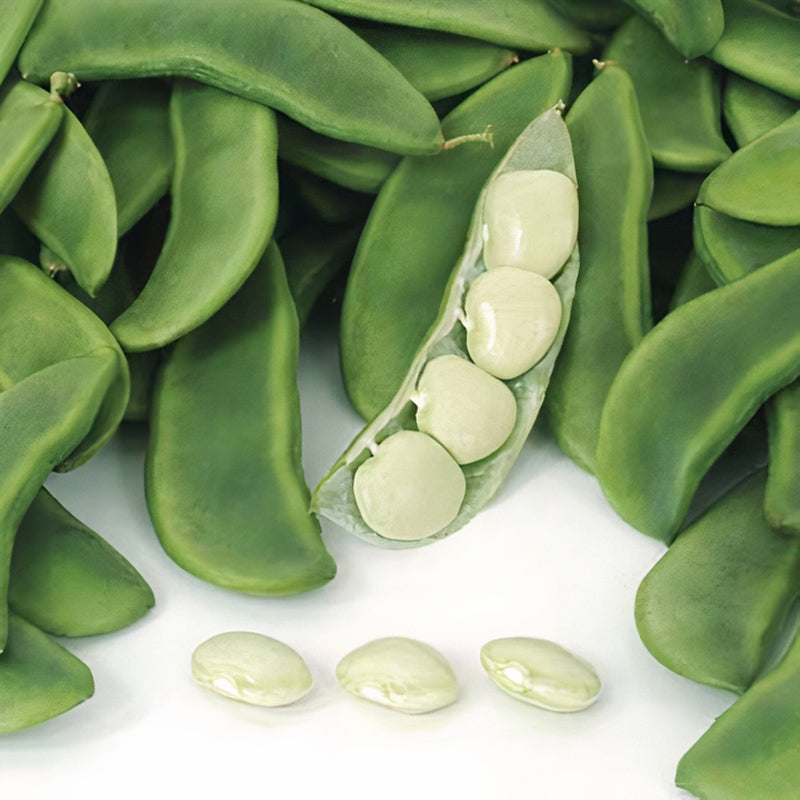 Fordhook 242 Untreated Bush Lima Bean