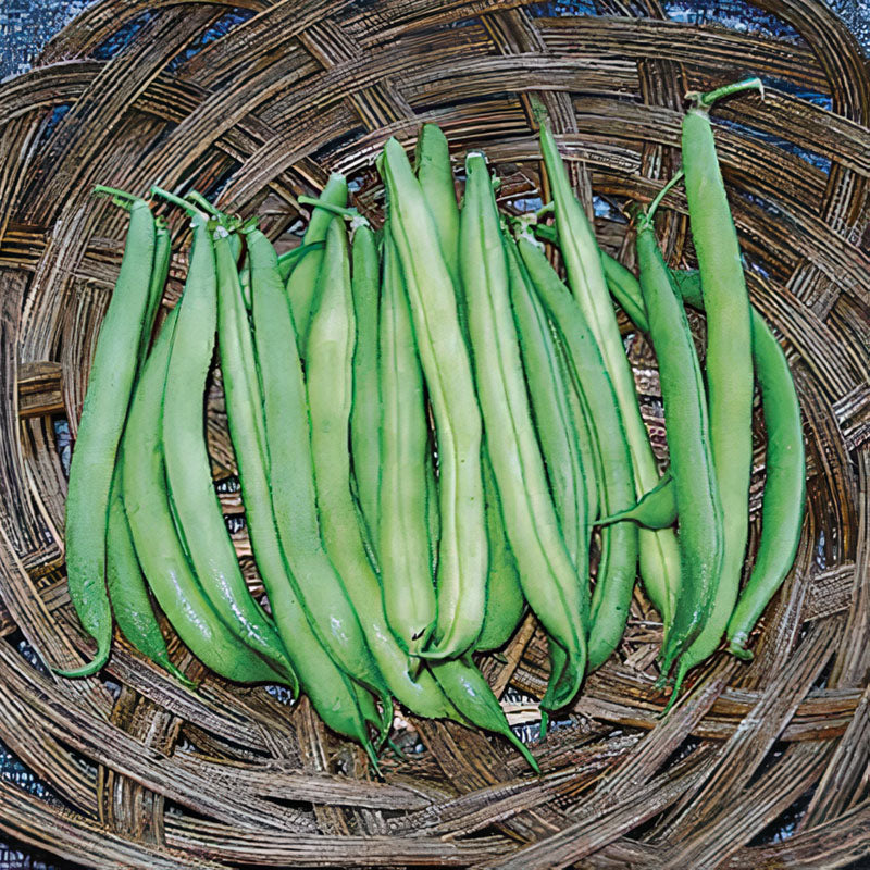 Provider Untreated Green Bush Bean